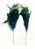 Peacock Feather
