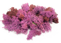 Preserved Reindeer Moss (Purple Color)