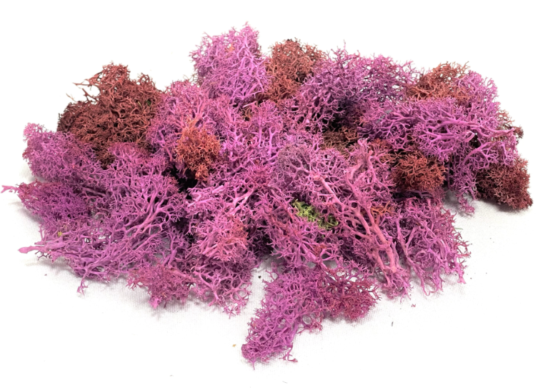Preserved Reindeer Moss (Purple Color)