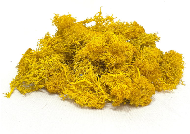 Preserved Reindeer Moss (Mustard Color)