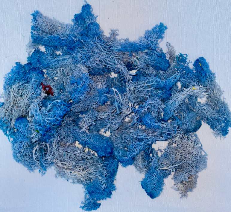 Blue Preserved Moss