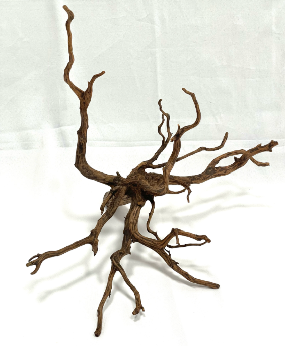 Spider Wood