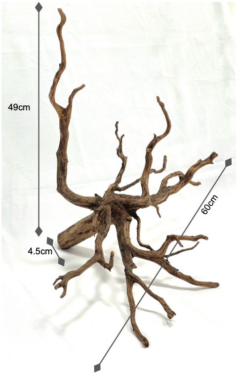 Spider Wood