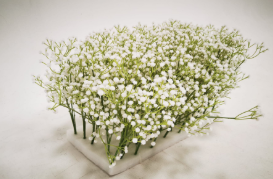 White Flower Arrangement B2